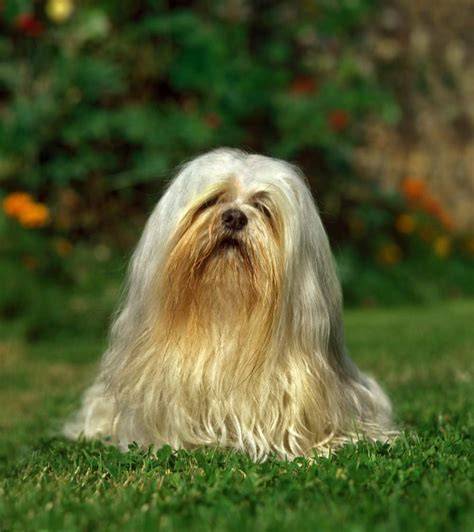 🐶puppy [Video] Lhasa apso, Shih tzu grooming, Dog grooming styles