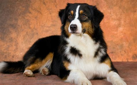 I love My Dog; Natural Pet Health, Popular English Bulldog names