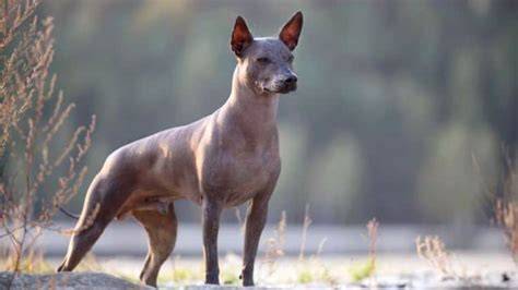 Xoloizcuintle Celebremos a esta hermosa raza de perro mexicana