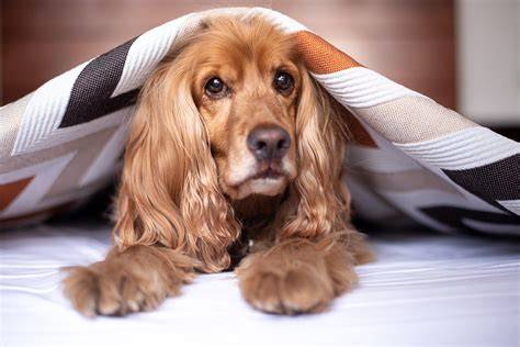 4 pasos para educar a un perro miedoso El blog de Arion