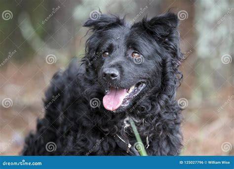 Razas de perros pequeños negros