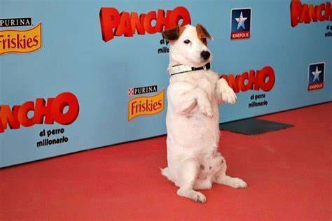 Fallece Cook, mas conocido por Pancho, el famoso perro de cine, lotería