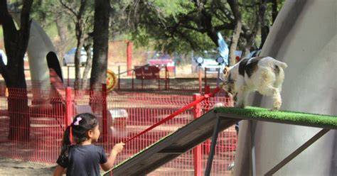 Your Guide to Local Dog Parks Sibcy Cline Blog