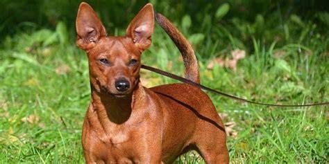 ** VENDIDO** Mini Pinscher Marrón Macho 0418479 Barcelona