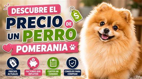 Pomerania Minis Aptos Para Pedigree Azul 19,999.00 en Mercado Libre