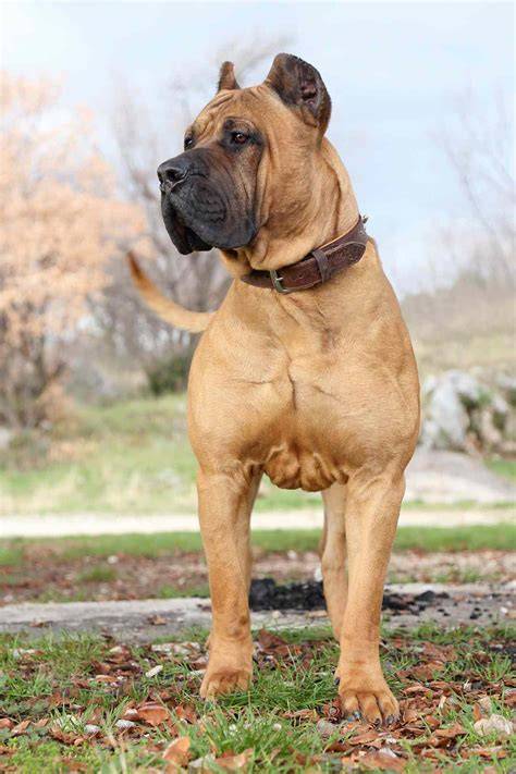 Perro de Presa Canario Information, Photos, Characteristics, Names
