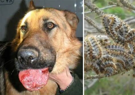 What Is Perro Procesionaria?