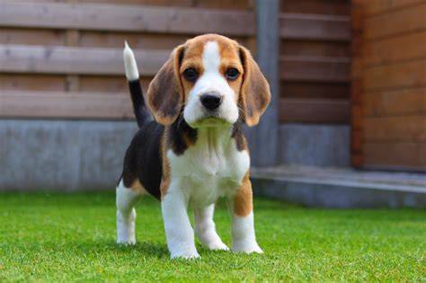 Tudo sobre a raça Beagle Tudo Sobre Cachorros