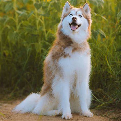 Husky siberianos Perros de raza