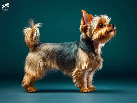 Yorkshire Terrier Dog Breed » Information, Pictures, & More