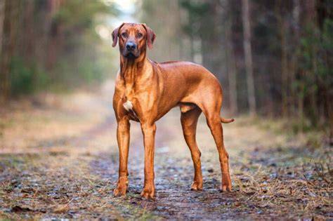Perro crestado rodesiano EcuRed