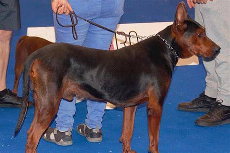 Laizhou hong the China’s red dog in Europe ⭐️We have puppy of exclusive