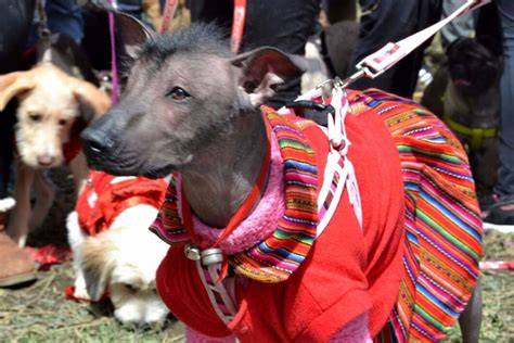 Perro sin pelo del Perú (Viringo) Todo sobre esta raza