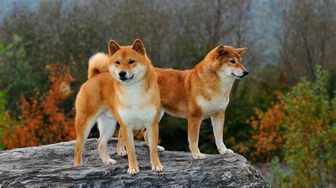 El Pequeño Zorro Del Color Del Perro De Pomerania Del Perro Con Un Pelo