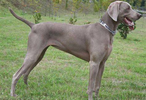 Descubre las características principales de los perros Weimaraner