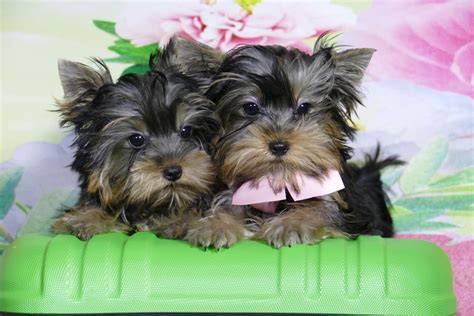 Yorkshire terrier toy Características y precio de un yorky miniatura