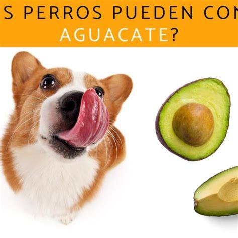 Pueden los perros comer aguacate Información actualizada 【2020】 🥇