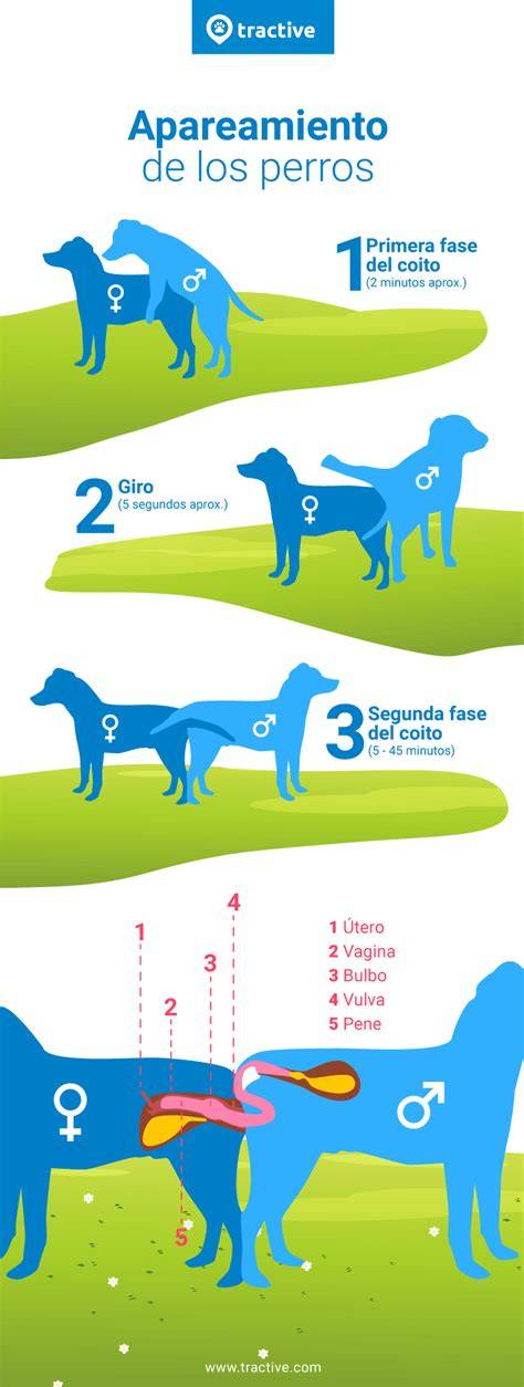 🥇 Soñar con Perros apareandose. Significado sueño Perros apareandose