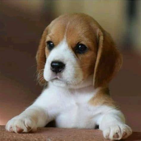 little baby beagle!! ) love him. beaglepuppy Cute beagles, Beagle