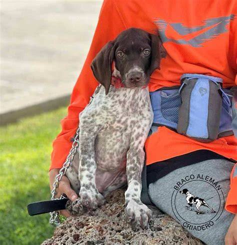 CACHORROS DE BRACO DE WEIMAR. en venta en Andalucía Venta de Caballos