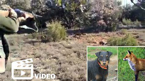 La caza con perros de madriguera requerimientos físicos Cazawonke