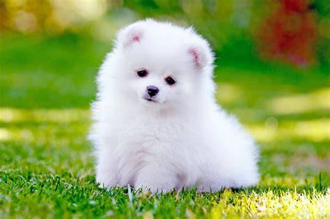 25 perros más pequeños y adorables que vas a querer tener