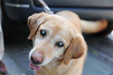 Perros ciegos, gadget para ayudarles.