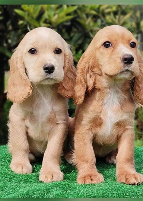 Cachorros Cocker Spaniel Americanos A La Venta Excelentes 250.000