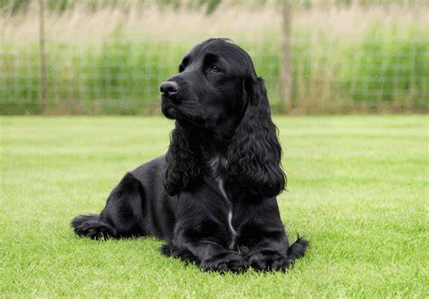 Cocker Spaniel Negro Banco de fotos e imágenes de stock iStock