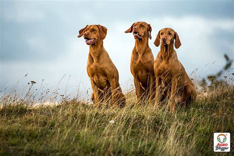 Pin en Razas de perros pequeños de pelo corto