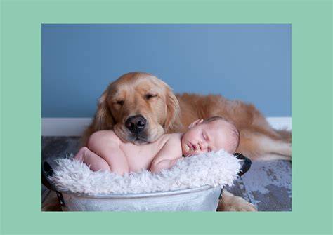 Perros cuidando de bebes (17) Perros Amigos