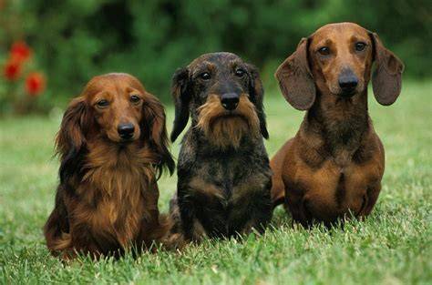 About The Breed Dachshund Dog Training, Police K9, Dog Trainer School