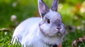 Pin de Lauren Smith en Cute Animales bebés, Mascotas, Imágenes de