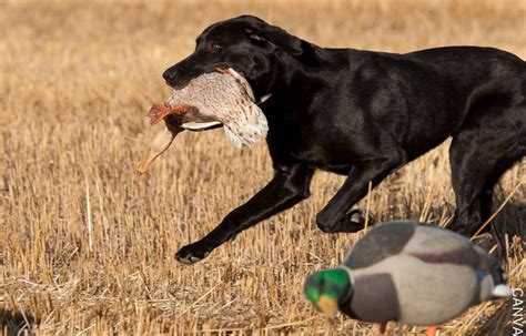 Here Perros De Pluma Cazando Trending