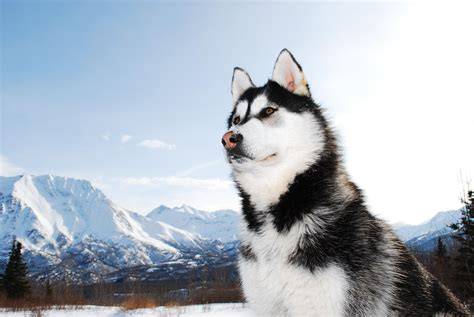 Perro Lobo Checoslovaco Una raza moderna de aspecto primitivo Hogarmania