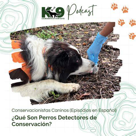 Perros detectores de covid "certificados" debutarán en una feria de Miami