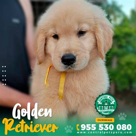 Cachorros Golden Retriever Full Pedigri Dorado Kcp US 800,00 en