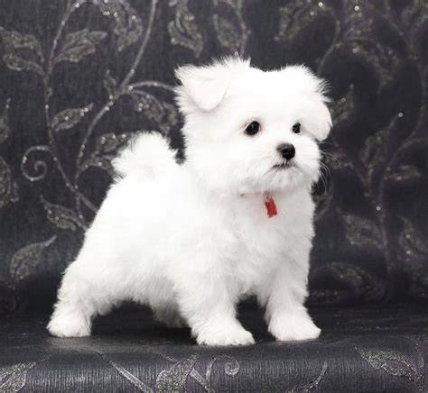 ¿Cuánto tiempo en años vive un caniche toy, mini toy? 🔴