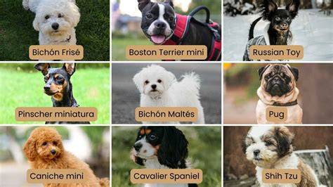 👍 Perros Miniatura Conoce las 10 Razas Para Disfrute de Todos Mil