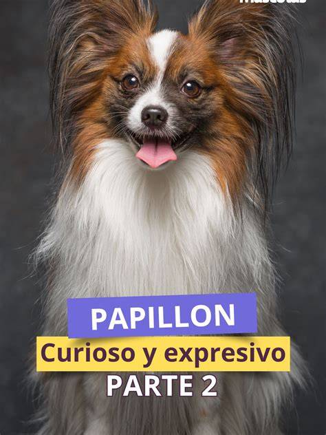 Papillon Perro Temperamento, características, comportamiento, origen