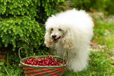 ¿Los perros pueden comer cerezas? 【2018】