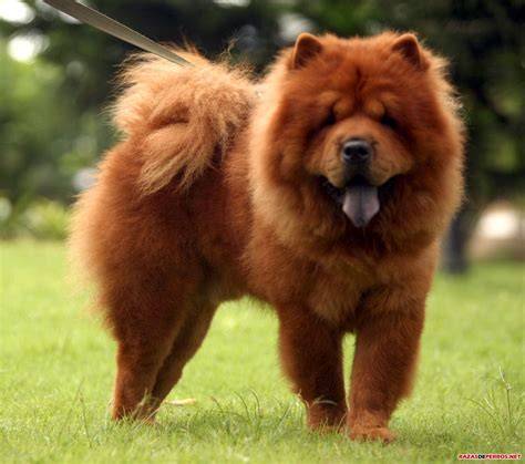 Razas de perro origen y curiosidades del chow chow Foto 1