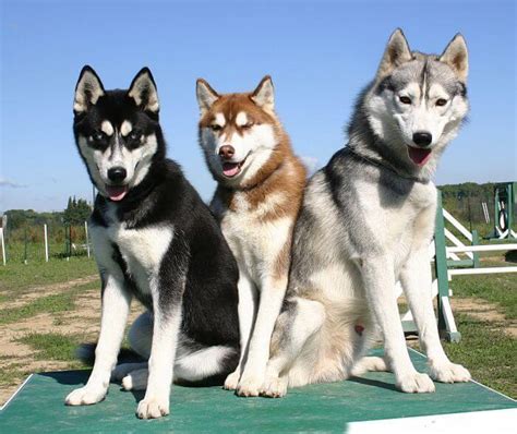 perros raza husky
