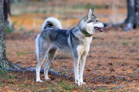 Raza de Perro Laika de Siberia Occidental