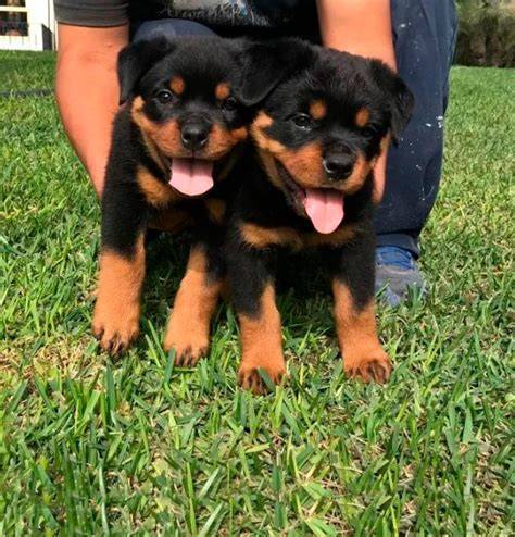 Rottweiler puppy for sale near San Diego, California. 0eb2c8a631a1