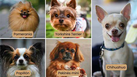 25 perros más pequeños y adorables que vas a querer tener