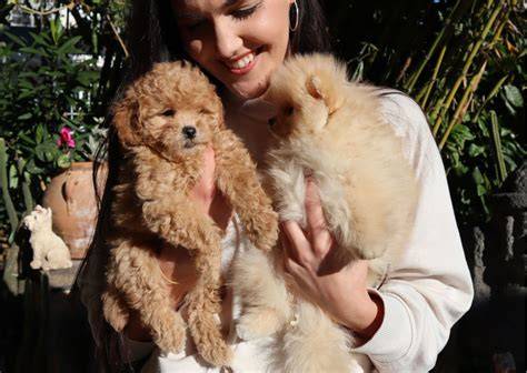 Comprar Cachorro de Caniche Toy Corralet Venta de Perros