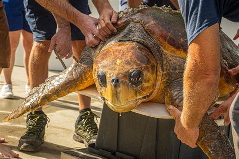 Perseverance at the zoo