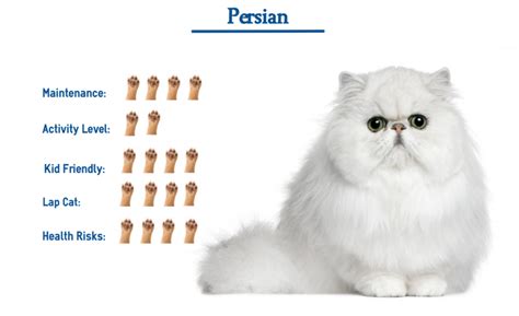 persian cat personality traits