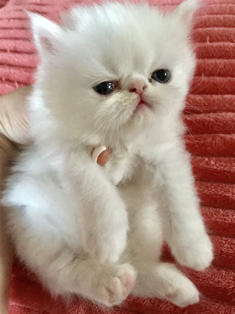 persian cats for sale nj